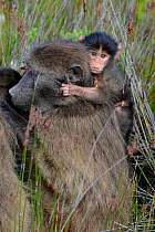 Chacma baboon (Papio hamadryas ursinus) infant clinging on mother's back, DeHoop Nature Reserve, Western Cape, South Africa, August.