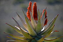 Bitter aloe (Aloe ferox) in flower, Little karoo, Western Cape. South Africa, July.