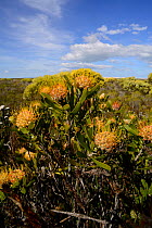 Arid / Strawberry pincushion (Leucospermum calligerum) in protea fynbos, DeHoop Nature Reserve, Western Cape, South Africa, August.