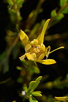 Male Limestone conebush (Leucadendron meridianum) flower, DeHoop Nature Reserve, Western Cape, South Africa, August.