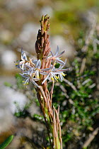 Struthiola sp. in flower, Postberg, West Coast, Western Cape, South Africa, August.