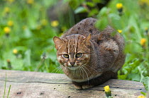 Rusty spotted cat (Felis rubiginosus phillipsi), captive, native to Sri Lanka.