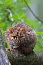 Rusty spotted cat (Felis rubiginosus phillipsi), captive, occurs in Sri Lanka.