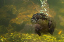 Oriental small clawed otter (Aonyx cinerea) underwater, captive.