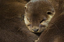 Oriental small clawed otter (Aonyx cinerea), captive.