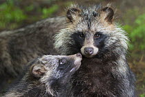 Raccoon dog (Nyctereutes procyonoides) with cub, captive, native to East Asia