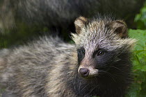 Juvenile Raccoon dog (Nyctereutes procyonoides), captive, native to East Asia