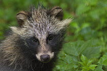 Raccoon dog (Nyctereutes procyonoides), captive, native to East Asia