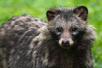 Raccoon dog (Nyctereutes procyonoides), captive, occurs in East Asia