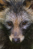 Raccoon dog (Nyctereutes procyonoides) portrait, captive, native to East Asia