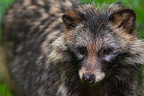 Raccoon dog (Nyctereutes procyonoides) portrait, captive, occurs in East Asia