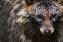 Raccoon dog (Nyctereutes procyonoides) portrait, captive, occurs in East Asia