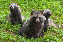 Raccoon dog (Nyctereutes procyonoides) with two nine week old cubs, captive, native to East Asia.
