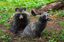 Raccoon dog (Nyctereutes procyonoides) with a nine week old cub, captive, occurs in East Asia