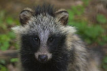 Raccoon dog (Nyctereutes procyonoides), captive, native to East Asia