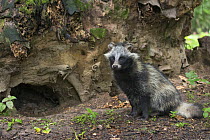 Raccoon dog (Nyctereutes procyonoides) outside den, captive, native to East Asia