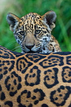 Jaguar (Panthera onca) cub looking over its mother's back, captive, occurs in Southern and Central America.