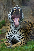 Female Jaguar (Panthera onca) yawning, captive, native to Southern and Central America.