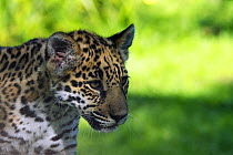 Jaguar (Panthera onca) cub, captive, native to Southern and Central America.