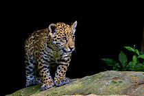 Jaguar (Panthera onca) cub, captive, native to Southern and Central America.