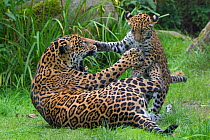 Female Jaguar (Panthera onca) playing with her cub, captive, native to Southern and Central America.