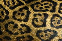 Close-up of the spot pattern on skin / fur of a Jaguar (Panthera onca), captive, native to Southern and Central America.