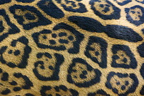 Close-up of the spot pattern on skin / fur of a Jaguar (Panthera onca), captive, native to Southern and Central America.