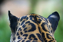 Close-up of the spot pattern on skin / fur on the back of a Jaguar (Panthera onca) head, captive, native to Southern and Central America.