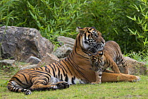 Sumatran tiger (Panthera tigris sumatrae) with cub, aged  four months, captive, native to Sumatra, Indonesia