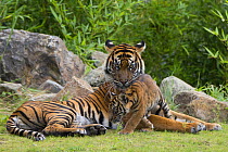 Sumatran tiger (Panthera tigris sumatrae) with cub, aged  four months, captive, native to Sumatra, Indonesia