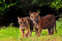 RF- Sumatran tiger (Panthera tigris sumatrae) with cub, aged four months, captive, occurs in Sumatra, Indonesia. (This image may be licensed either as rights managed or royalty free.)