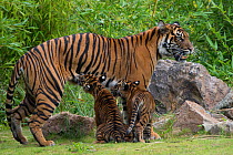 Juvenile Sumatran tiger (Panthera tigris sumatrae), aged four months, suckling from its mother, captive, occurs in Sumatra, Indonesia