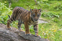 Juvenile Sumatran tiger (Panthera tigris sumatrae), aged four months, captive, native to Sumatra, Indonesia