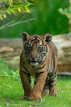 RF- Juvenile Sumatran tiger (Panthera tigris sumatrae), aged four months, captive, occurs in Sumatra, Indonesia