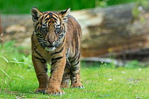 Juvenile Sumatran tiger (Panthera tigris sumatrae), aged four months, captive, occurs in Sumatra, Indonesia