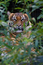 Malayan tiger (Panthera tigris jacksoni), captive, occurs in the Malayan Peninsula.