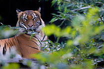 Malayan tiger (Panthera tigris jacksoni), captive, occurs in the Malayan Peninsula.