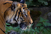 Malayan tiger (Panthera tigris jacksoni), captive, native to the Malayan Peninsula.