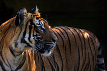 Malayan tiger (Panthera tigris jacksoni), captive, native to the Malayan Peninsula.