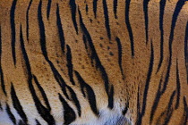 Close-up of the fur pattern of a Malayan tiger (Panthera tigris jacksoni), captive, native to the Malayan Peninsula.