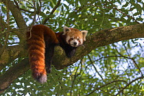 Red panda (Ailurus fulgens) resting in tree, captive, native to the Himalayas.