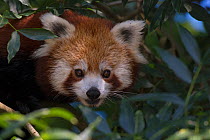 Red panda (Ailurus fulgens) in a tree, captive, occurs in the Himalayas.