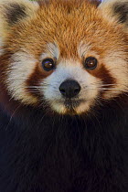 Red panda (Ailurus fulgens), captive, native to the Himalayas.