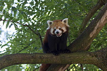 Red panda (Ailurus fulgens) in a tree, captive, native to the Himalayas.