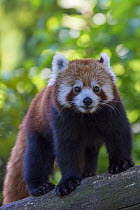 Red panda (Ailurus fulgens) in a tree, captive, native to the Himalayas.