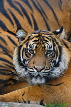 Sumatran tiger (Panthera tigris sumatrae), captive, native to Sumatra, Indonesia