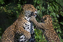 Female Jaguar (Panthera onca) playing with her cub, captive, native to Southern and Central America.