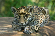 Jaguar (Panthera onca) cub, aged five months, captive, native to Southern and Central America.