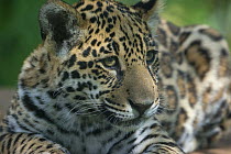 Jaguar (Panthera onca) cub, aged five months, captive, native to Southern and Central America.