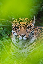 Female Jaguar (Panthera onca), captive, occurs in Southern and Central America.